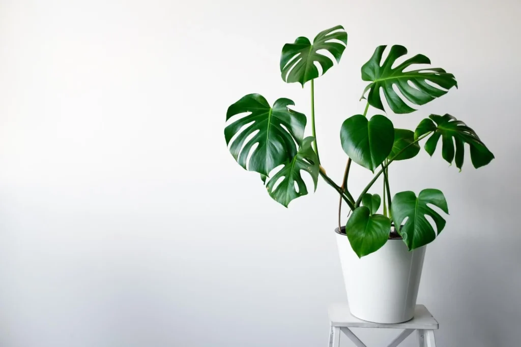 پنیر سوئیسی monstera یا برگ انجیری