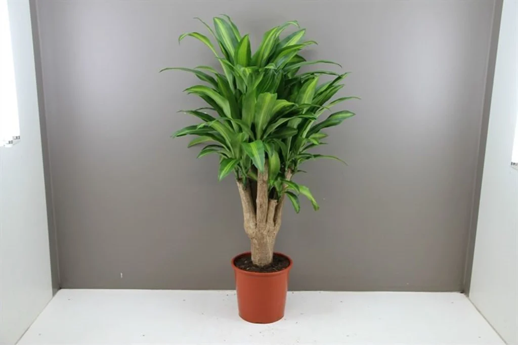 Dracaena Massangeana یا عصای توده ای