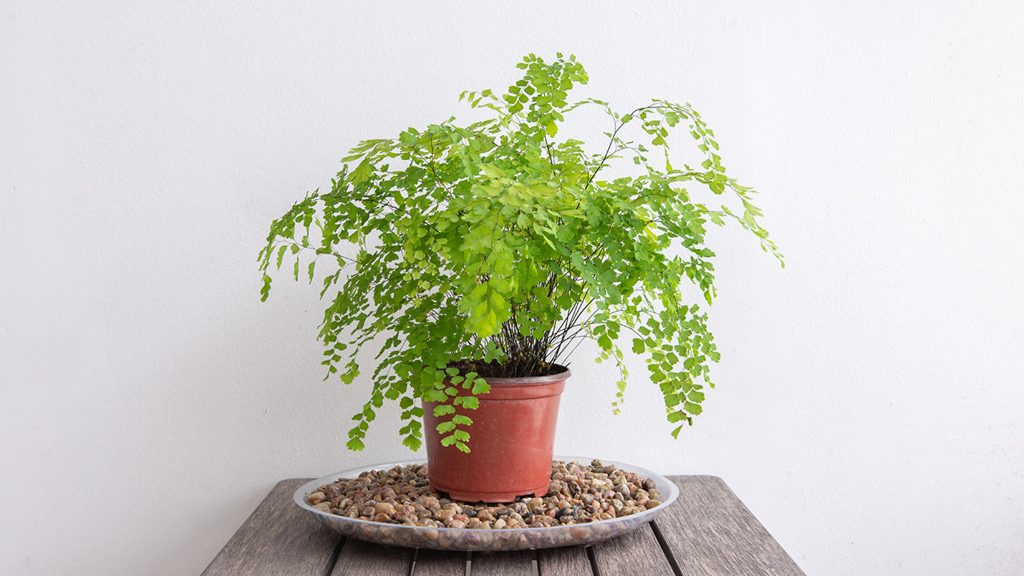 سرخس maidenhair معروف به پرسیاوشان